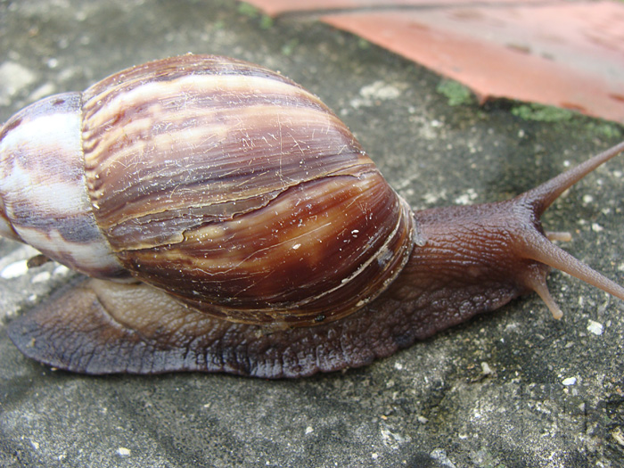 Achatina fulica (foto: Alan Corrêa)