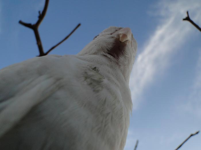 Nymphicus hollandicus (foto: Alan Corrêa)