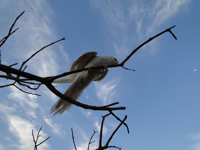 Nymphicus hollandicus (foto: Alan Corrêa)