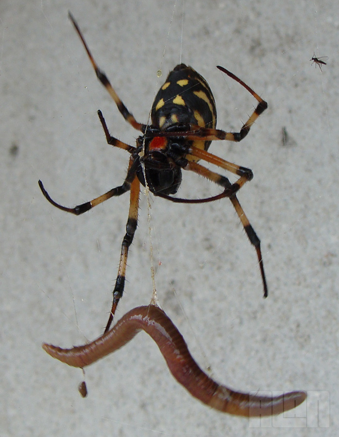 Aranha x Minhoca (foto: Alan Corrêa)