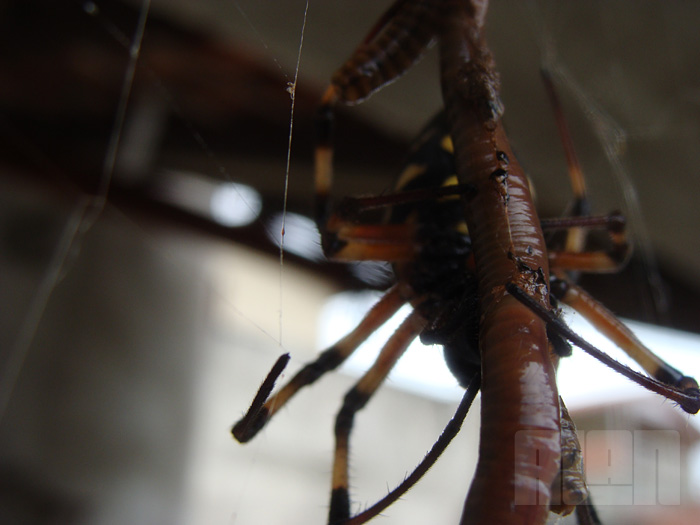 Aranha x Minhoca (foto: Alan Corrêa)