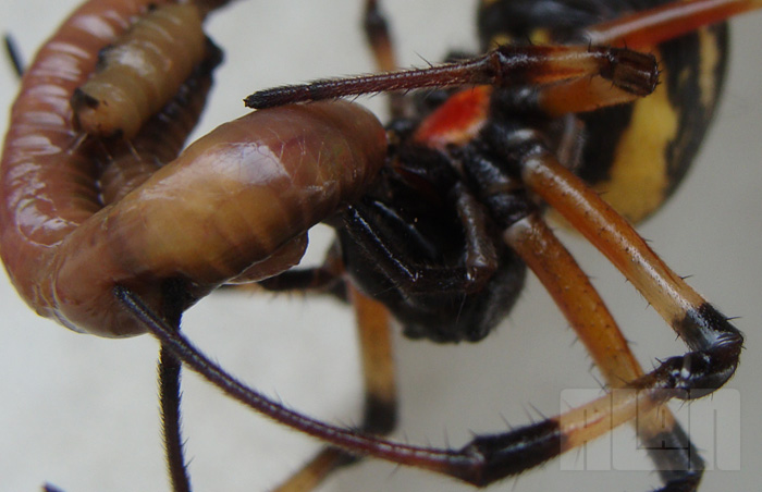 Aranha x Minhoca (foto: Alan Corrêa)