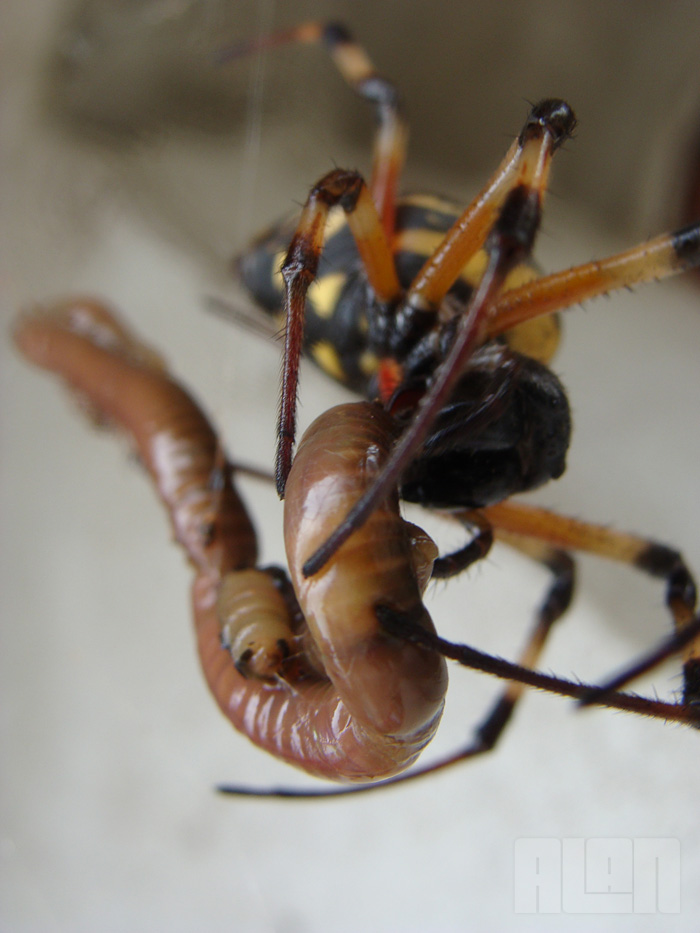 Aranha x Minhoca (foto: Alan Corrêa)