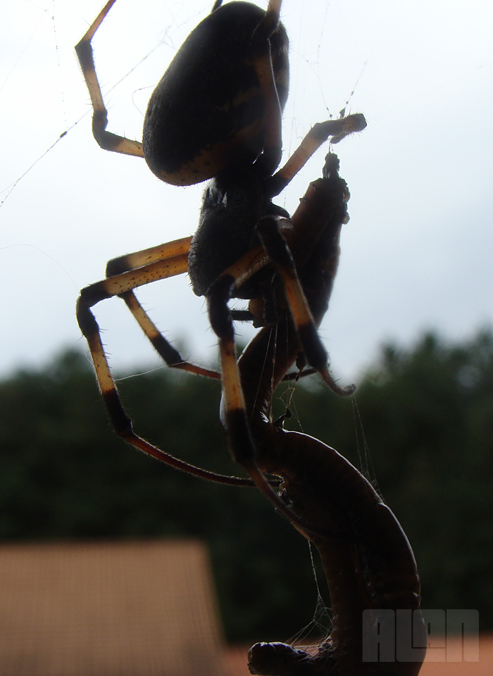 Aranha x Minhoca (foto: Alan Corrêa)