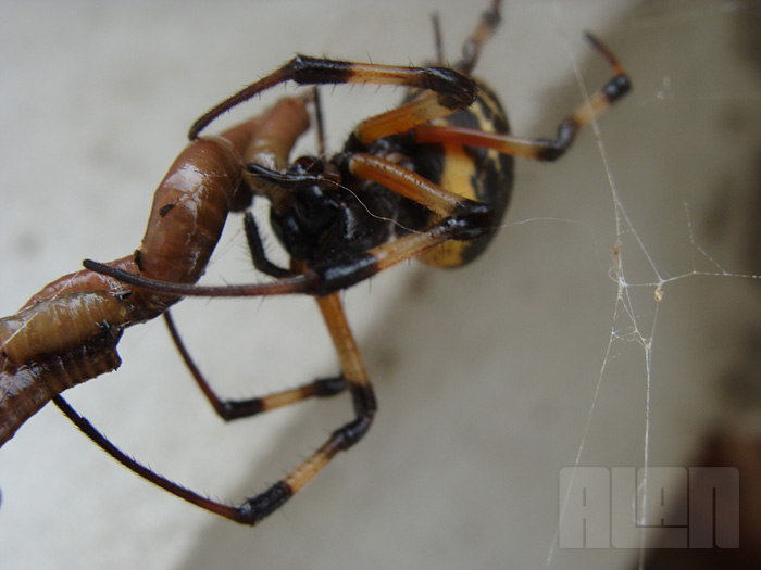 Aranha x Minhoca (foto: Alan Corrêa)