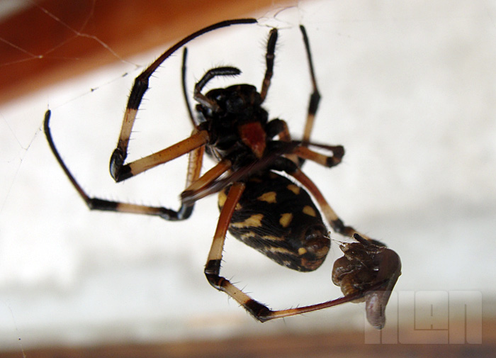 Aranha x Minhoca (foto: Alan Corrêa)