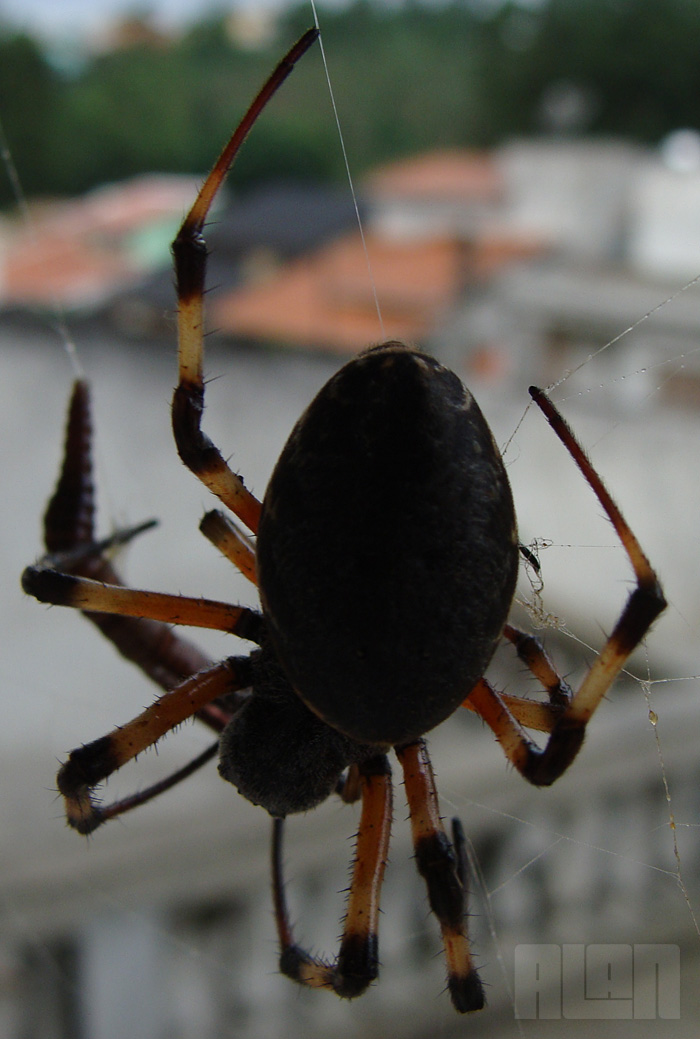 Aranha x Minhoca (foto: Alan Corrêa)