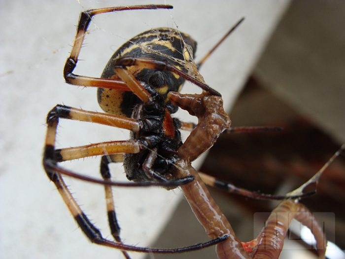 Aranha x Minhoca (foto: Alan Corrêa)