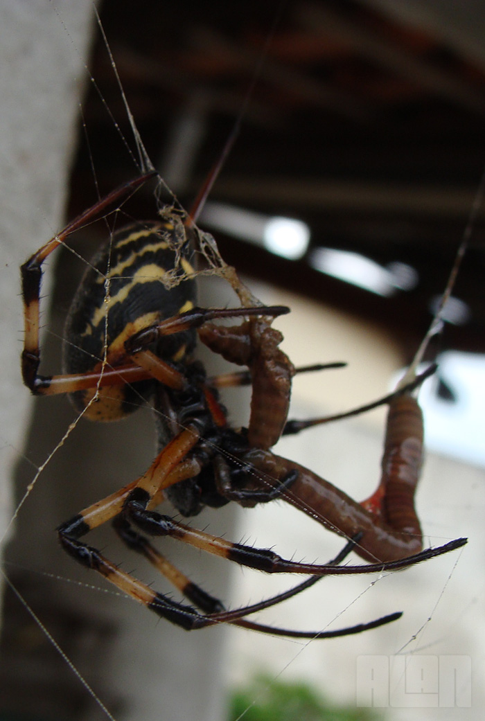 Aranha x Minhoca (foto: Alan Corrêa)