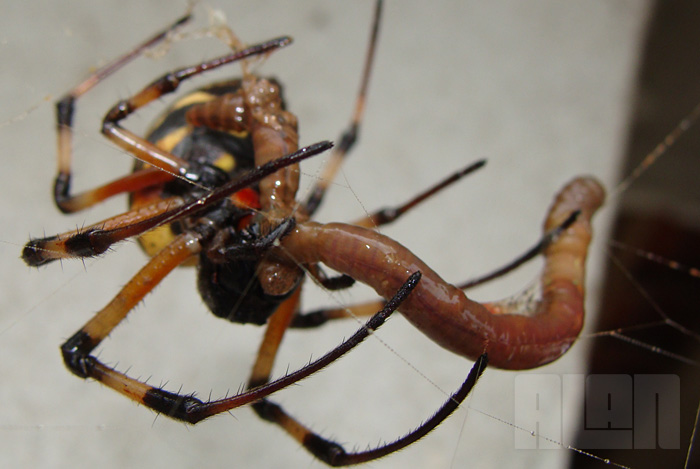 Aranha x Minhoca (foto: Alan Corrêa)