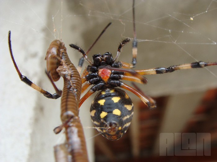 Aranha x Minhoca (foto: Alan Corrêa)