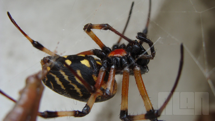 Aranha x Minhoca (foto: Alan Corrêa)