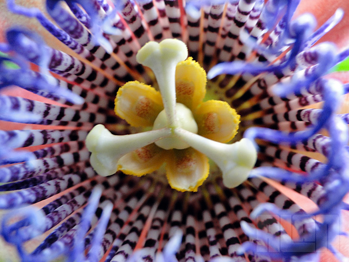 Passiflora alata (foto: Alan Corrêa)