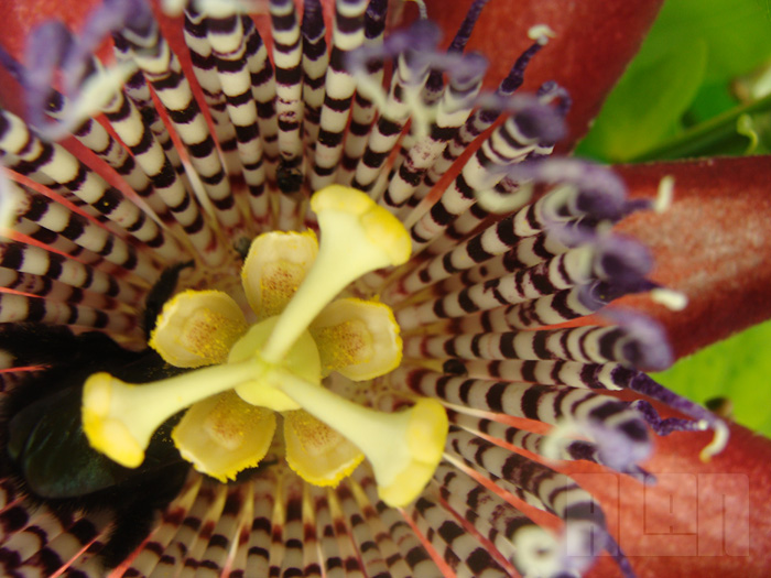 Passiflora alata (foto: Alan Corrêa)