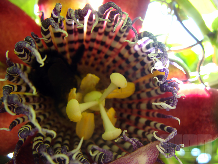 Passiflora alata (foto: Alan Corrêa)