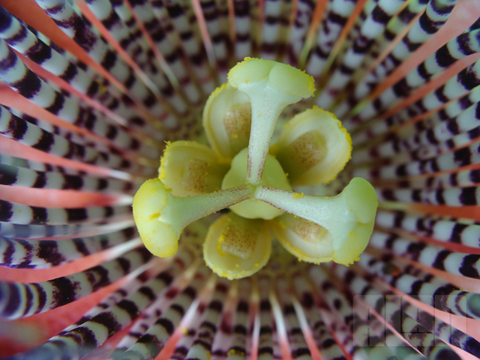 Passiflora alata (foto: Alan Corrêa)