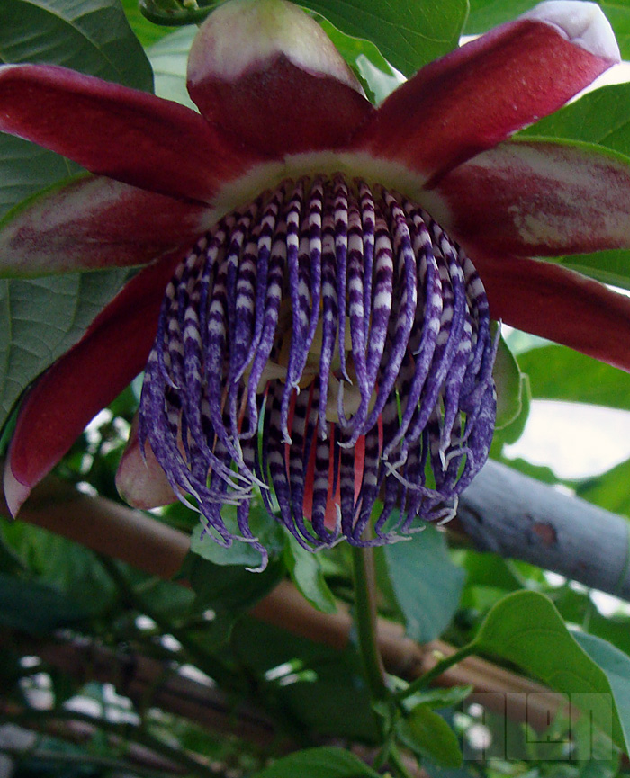 Passiflora alata (foto: Alan Corrêa)