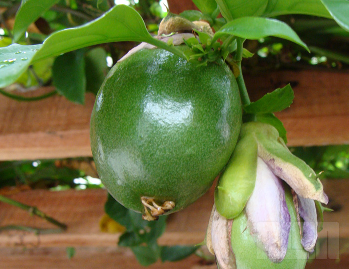 Passiflora alata (foto: Alan Corrêa)