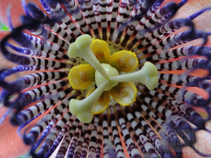 Passiflora alata (foto: Alan Corrêa)