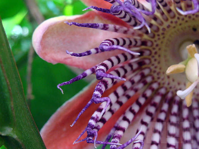 Passiflora alata (foto: Alan Corrêa)