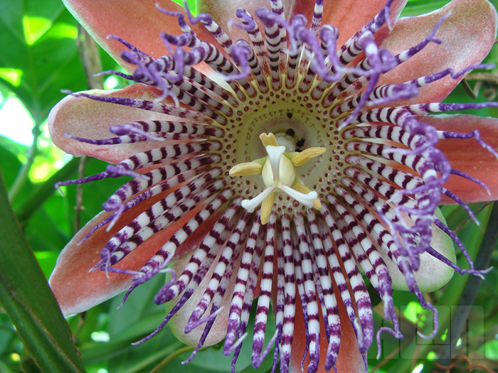 Passiflora alata (foto: Alan Corrêa)