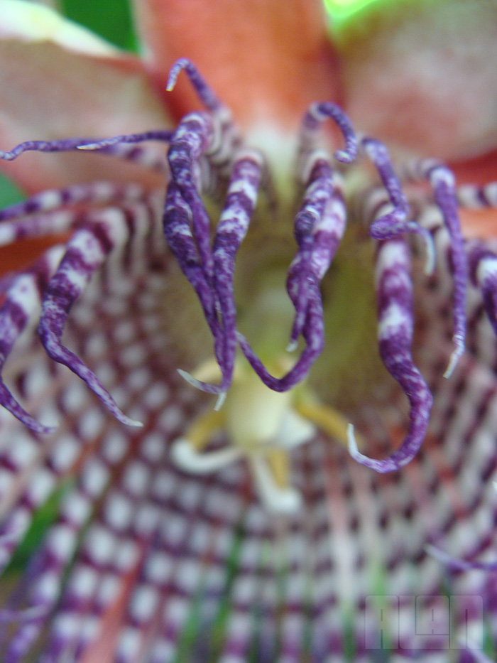 Passiflora alata (foto: Alan Corrêa)