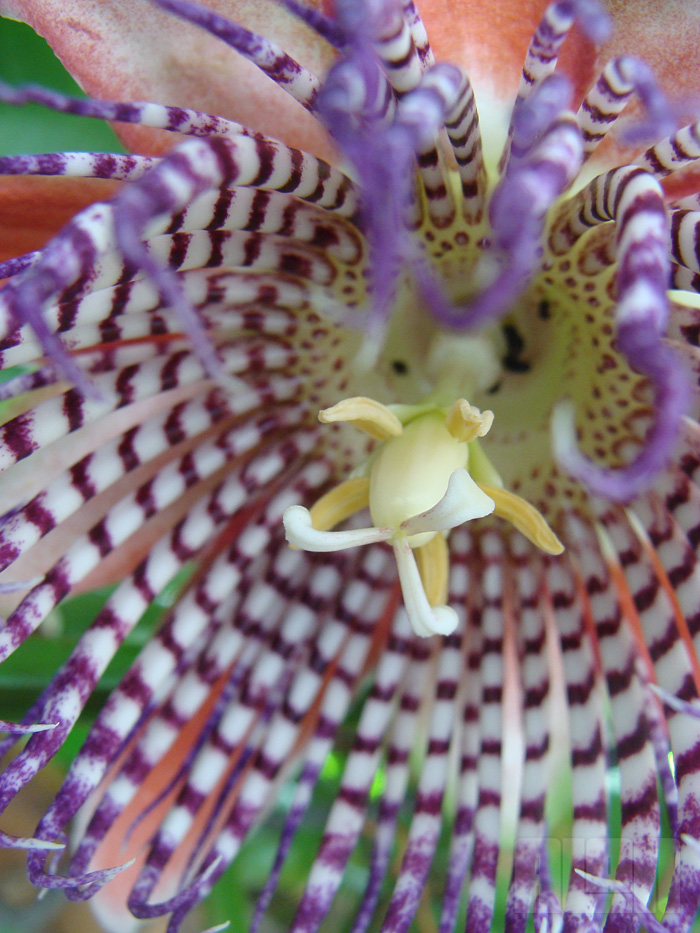 Passiflora alata (foto: Alan Corrêa)