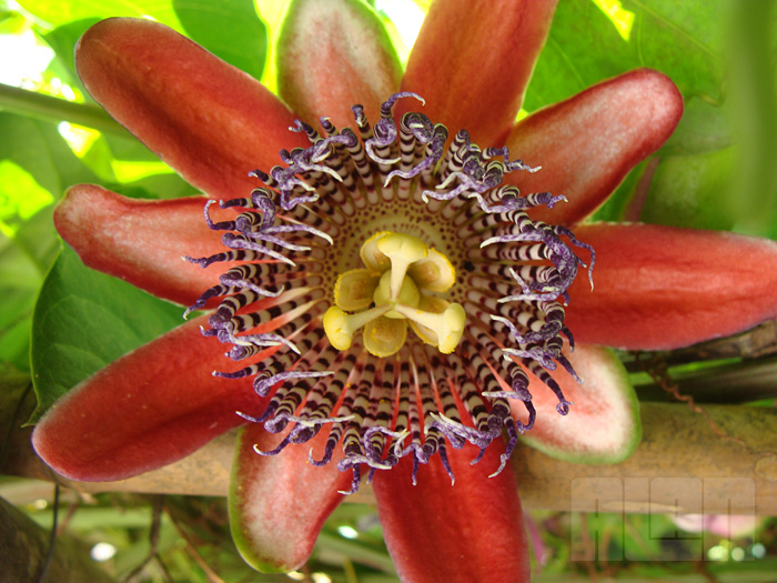 Passiflora alata (foto: Alan Corrêa)