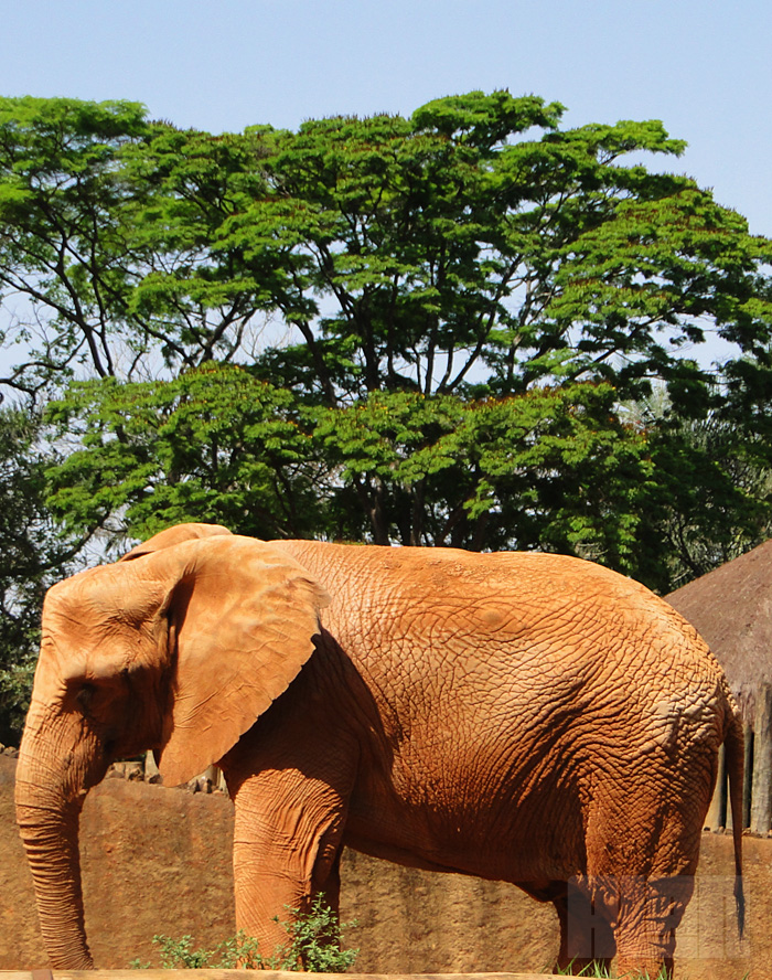 Elefante Africano (foto: Alan Corrêa)