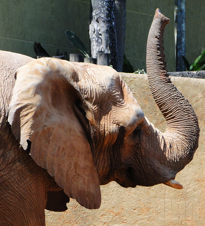 Elefante Africano (foto: Alan Corrêa)