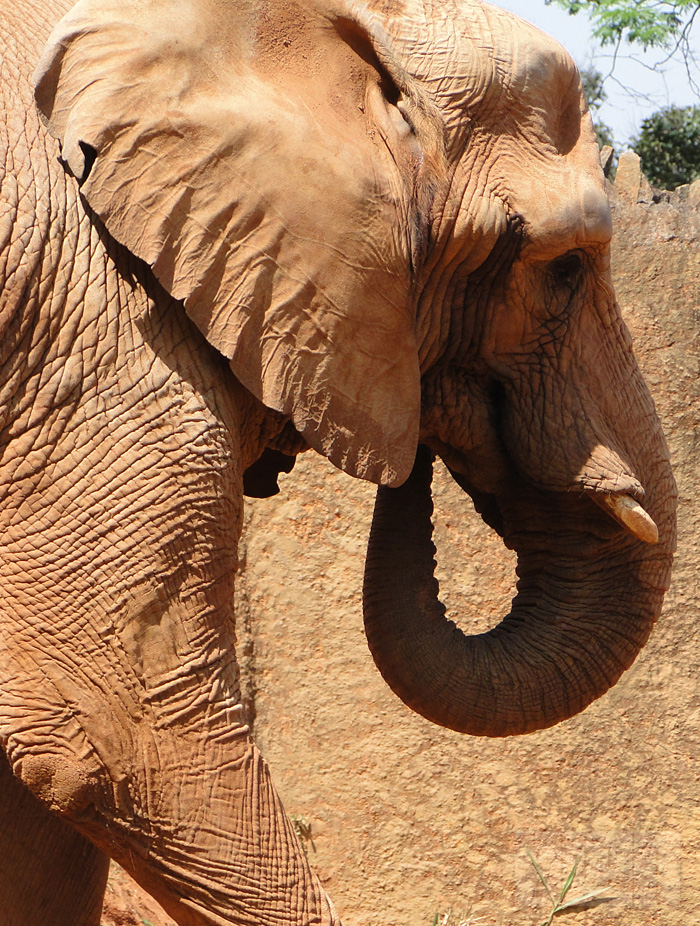 Elefante Africano (foto: Alan Corrêa)