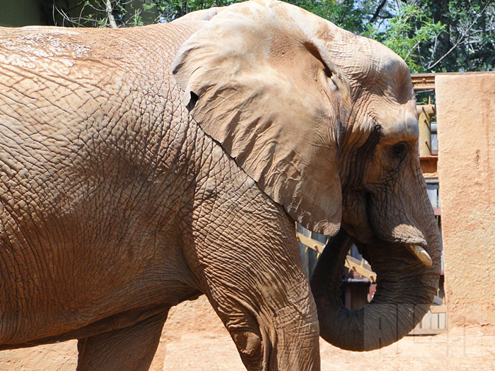 Elefante Africano (foto: Alan Corrêa)