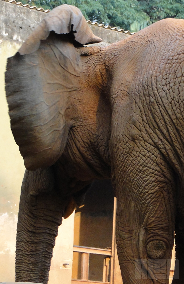 Elefante Africano (foto: Alan Corrêa)