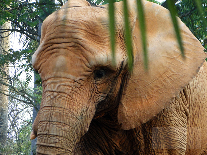 Elefante Africano (foto: Alan Corrêa)