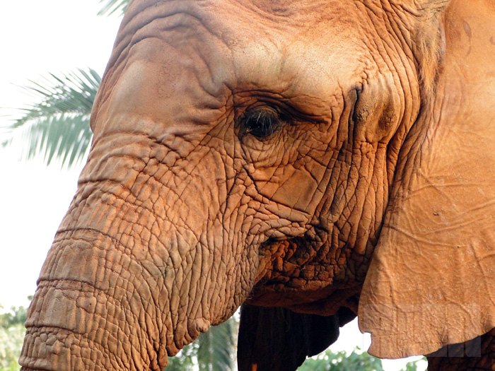 Elefante Africano (foto: Alan Corrêa)