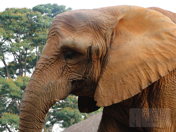 Elefante Africano (foto: Alan Corrêa)