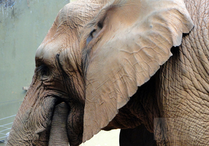 Elefante Africano (foto: Alan Corrêa)