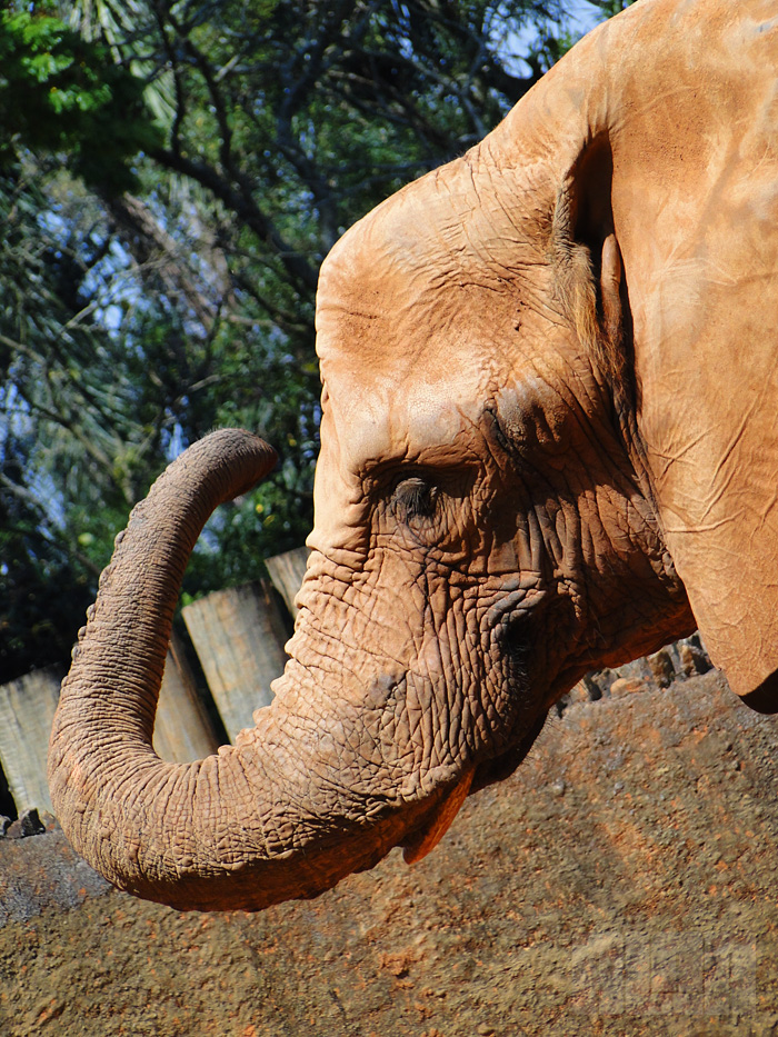 Elefante Africano (foto: Alan Corrêa)