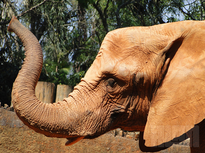 Elefante Africano (foto: Alan Corrêa)