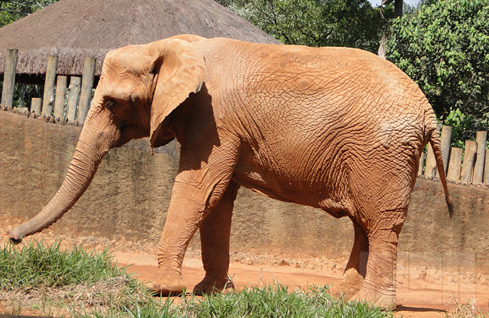 Elefante Africano (foto: Alan Corrêa)