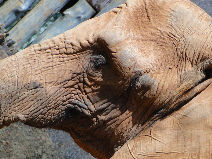 Elefante Africano (foto: Alan Corrêa)