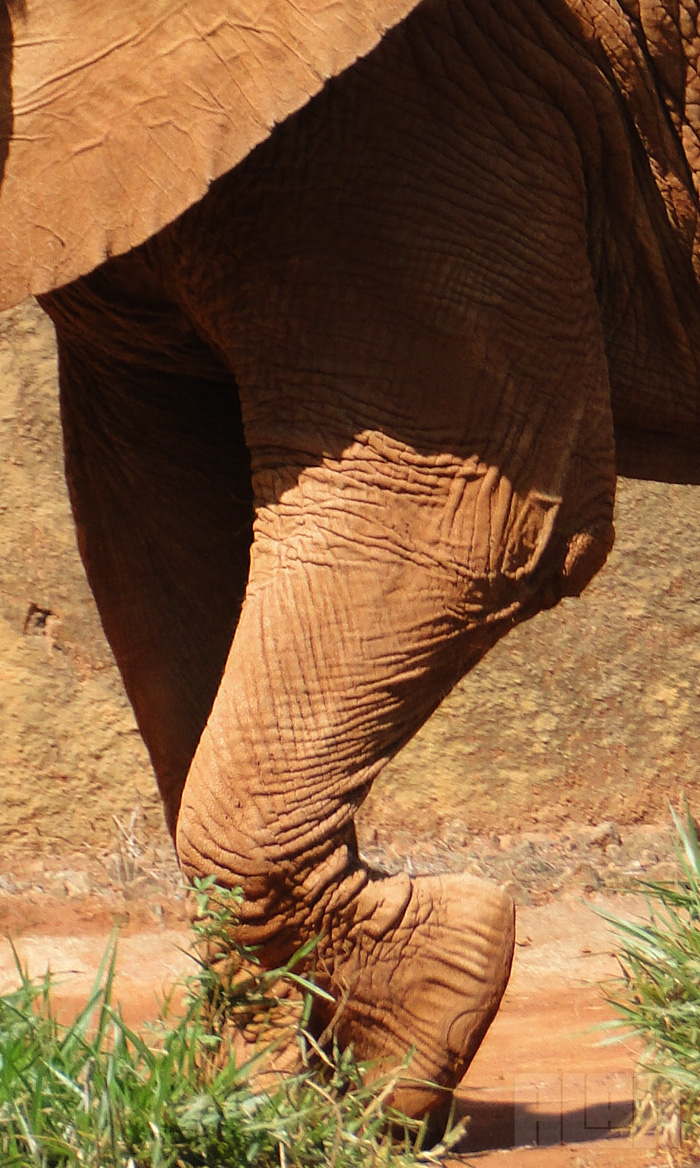 Elefante Africano (foto: Alan Corrêa)