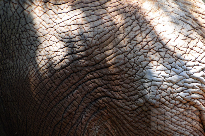 Elefante Africano (foto: Alan Corrêa)