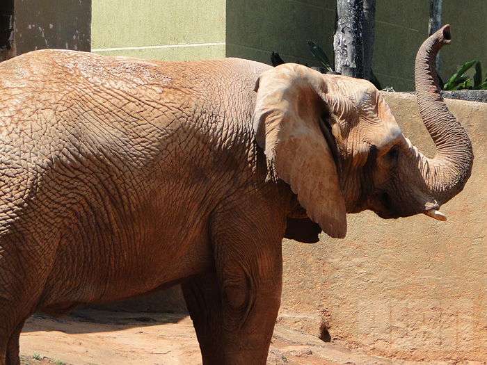 Elefante Africano (foto: Alan Corrêa)