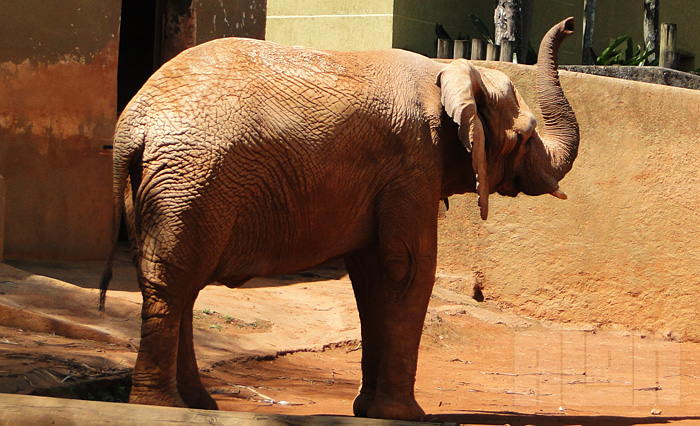 Elefante Africano (foto: Alan Corrêa)