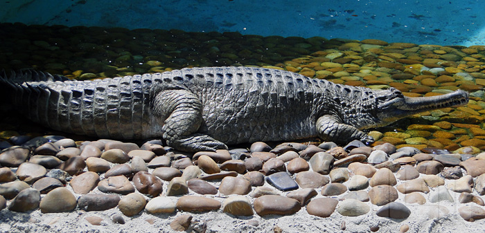 Gavial-da-malásia (foto: Alan Corrêa)