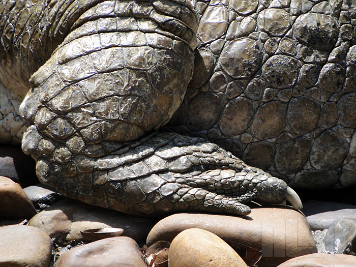 Gavial-da-malásia (foto: Alan Corrêa)