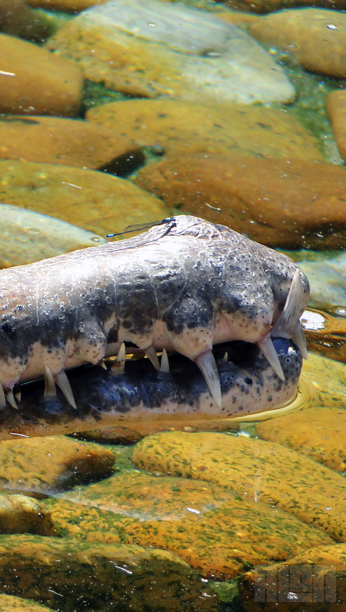 Gavial-da-malásia (foto: Alan Corrêa)