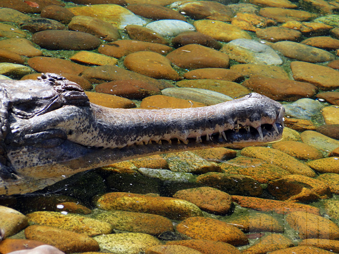 Gavial-da-malásia (foto: Alan Corrêa)