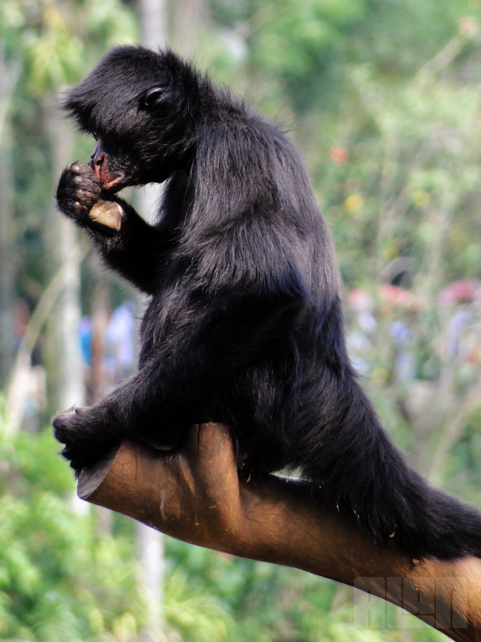 Macaco-aranha-preto